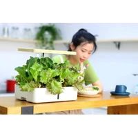 Hydroponics Growing System Traditional Soil method